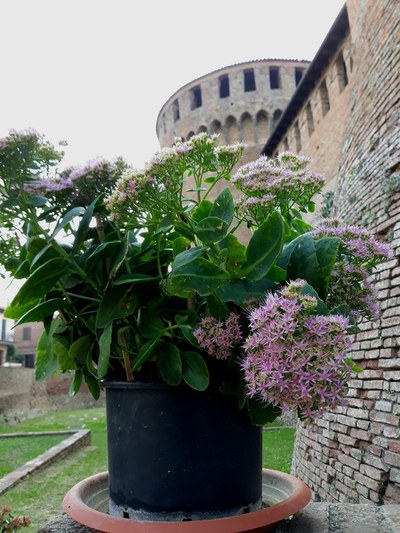 la rocca.jfif